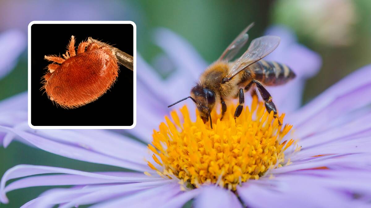 THREAT: A Varroa mite (inset) which creates headaches for European honey bees, and thus many areas requiring pollination. 