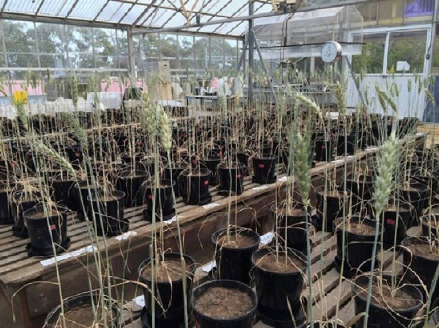 A view of one of the glasshouse experiments assessing various biological inputs commonly promoted for use in cropping.