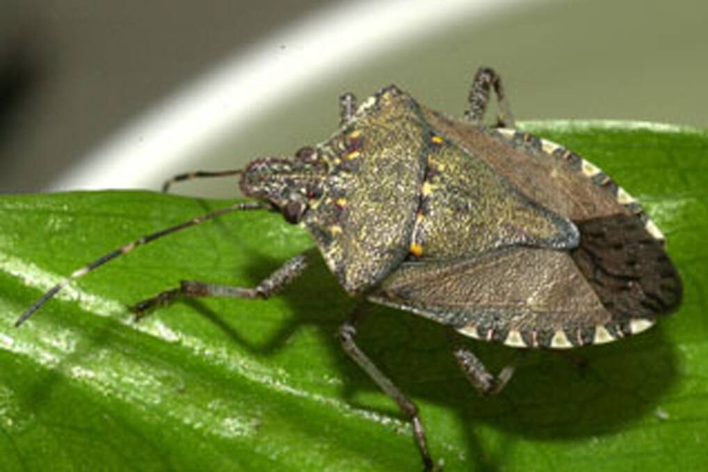 RISKY: The brown marmorated stink bug poses a significant risk to Australian horticulture and other crops. 