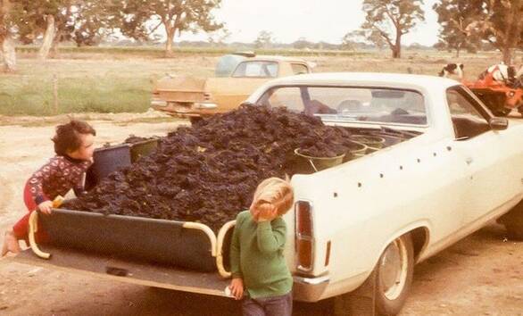 EARLIER: Four year old Kirsty Balnaves and three year old Pete Balnaves with some of the family's grapes during their first harvest in the mid 1970s.