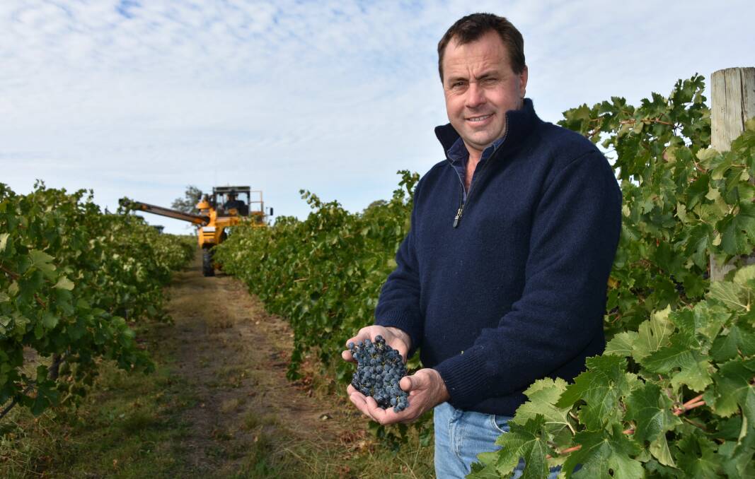 Pete Balnaves shows off some grapes destined to become part of the wine. 