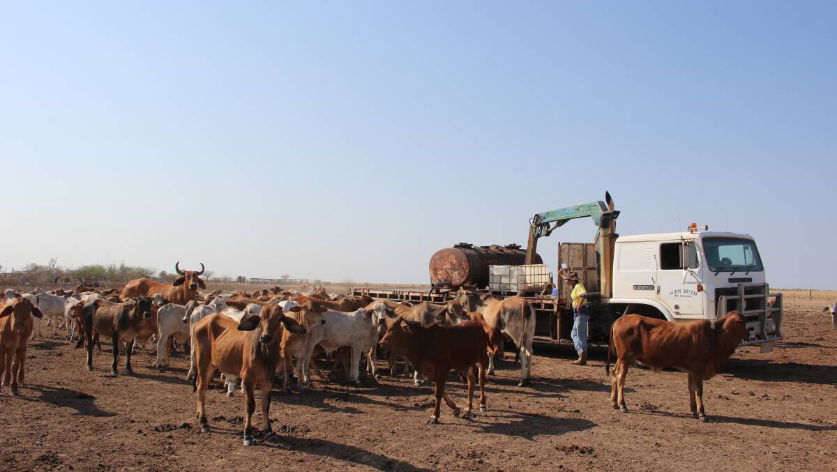 ON THE JOB: Weaners being fed a molasses-based production mix at the Burnett's Lara Downs property.
