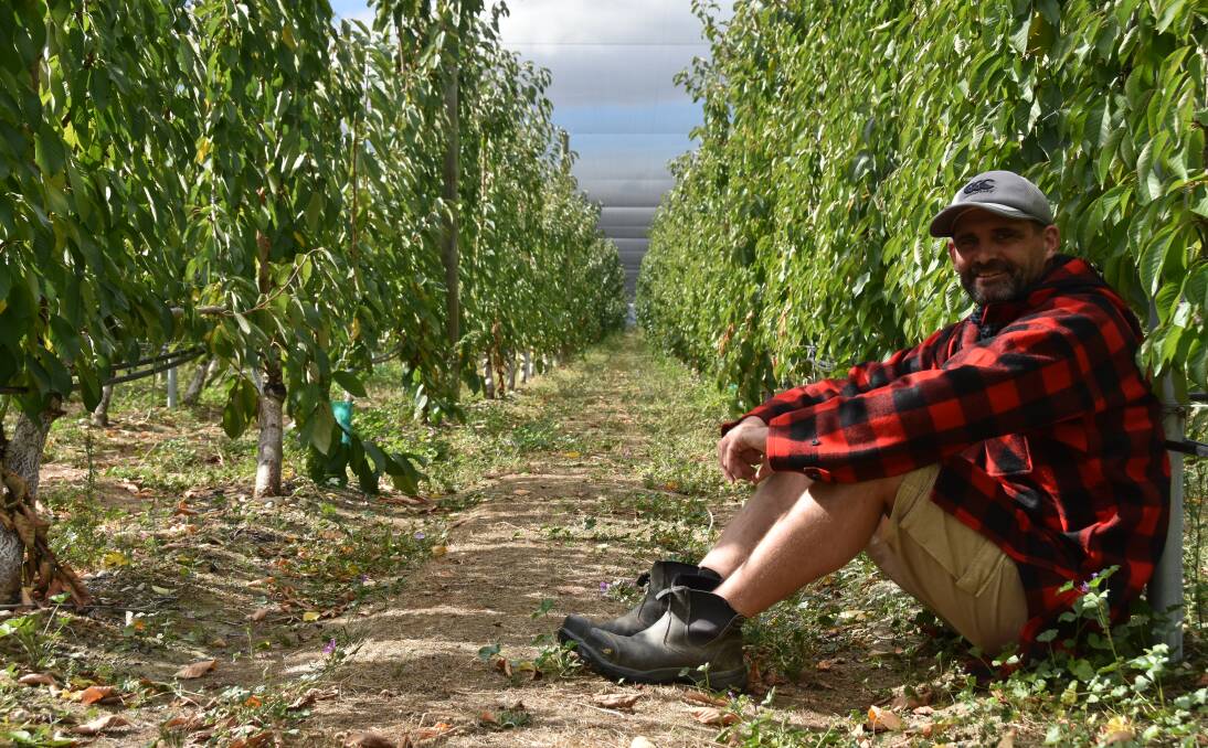 New Zealand cherry grower Mike Casey in his orchard, which is run entirely without any burning of fossil fuels. Picture by Shan Goodwin