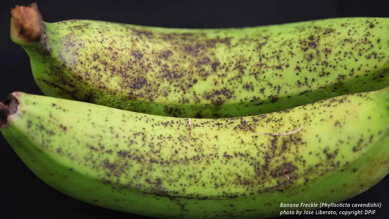 SHOCK DISCOVERY: The discovery of banana freckle at a secure government research facility almost a 100km from the outbreak zone has officials worried.
