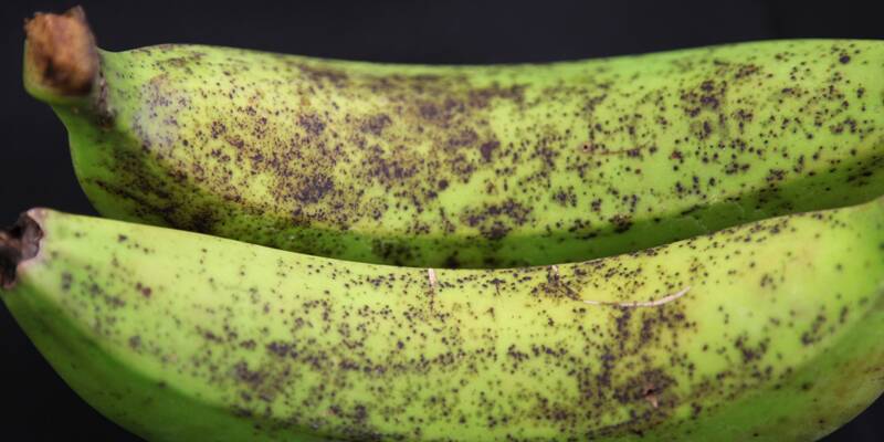 VISIBLE: The outbreak of banana freckle in the NT in 2013 alarmed the national industry. The NT was declared freckle free earlier this month. 