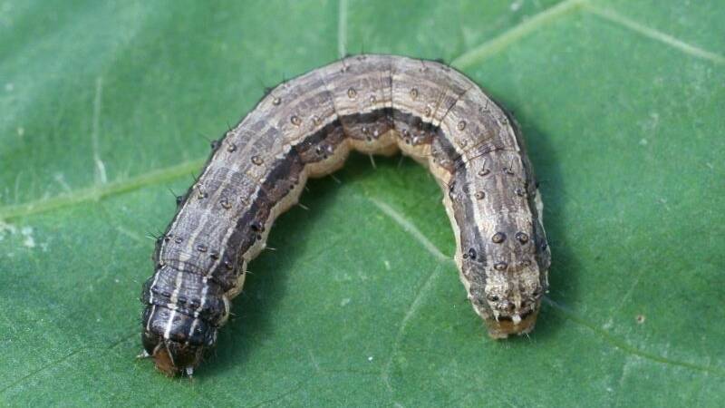 NASTY: Fall armyworm have now spread across most of mainland Australia.
