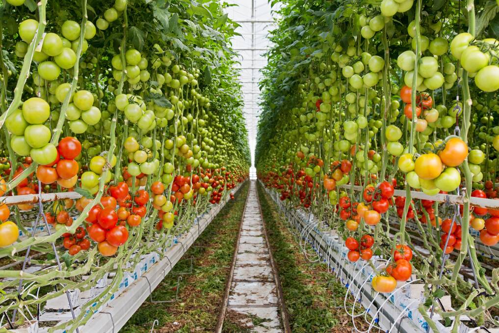 GROWING PLANS: The South Australian business wants to fast track its plans to grow more hydroponic vegetables year-round under glass. Pictures: Colliers. 