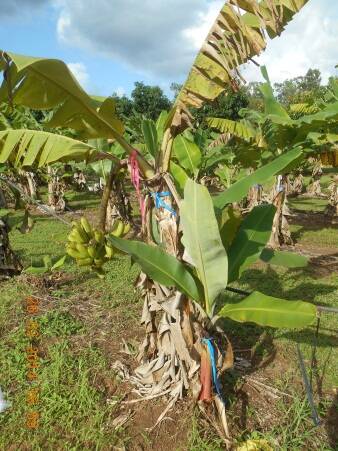 SUFFERING: An infected banana plant.