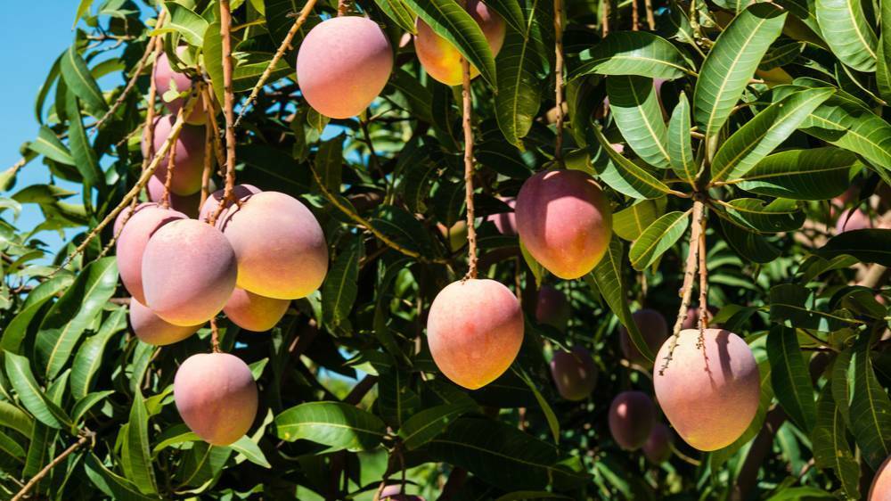 WAITING: The NT grows half the mangoes in Australia, and most of those in the Katherine region.