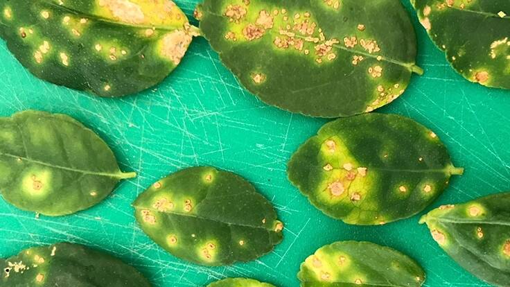 SPREADING: The NT has been linked to a spread of the citrus disease in WA.