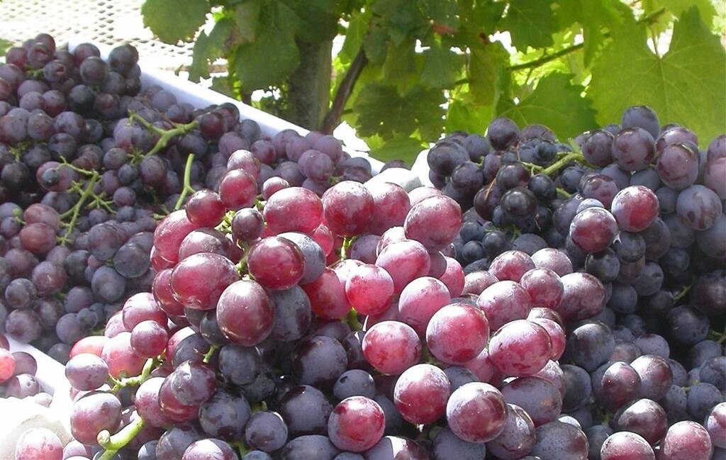 BIG: The investors plan to grow table grapes and other horticultural crops in the NT outback.