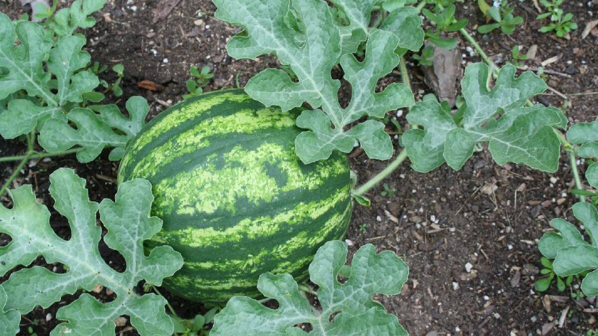 NZ reopens to Aussie melons