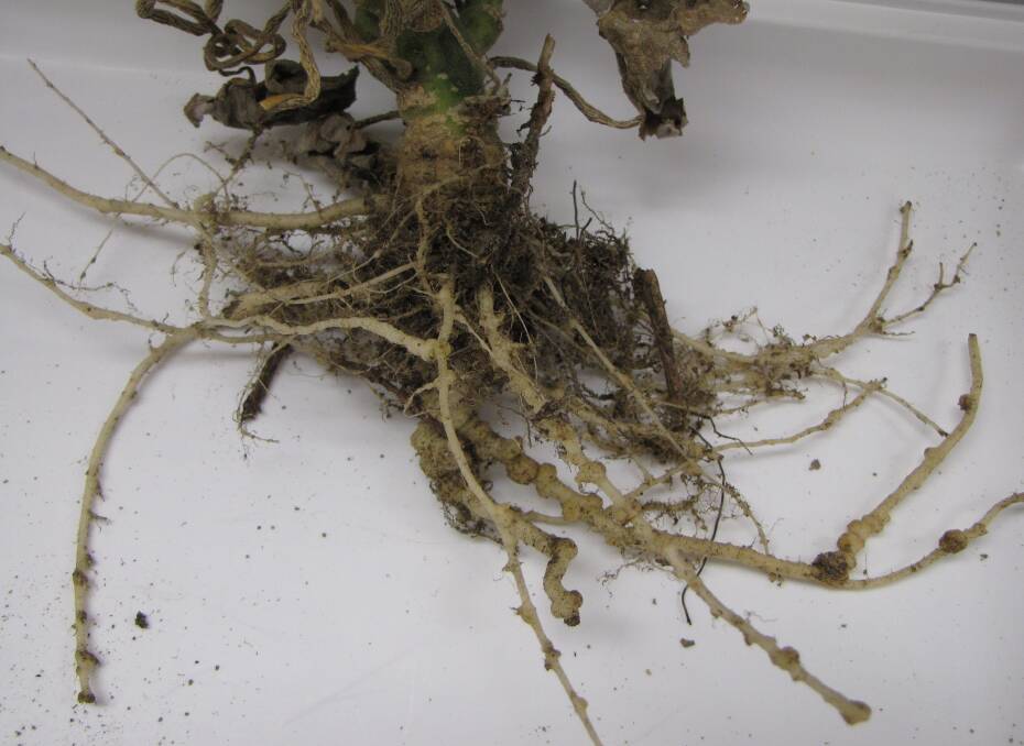 Guava root-knot nematode is officially listed as a high priority pest for the ginger, onion, papaya, potatoes, vegetables (tomatoes) and sweet potato industries. Picture supplied