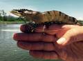 TOO BIG: Plans for a massive prawn farm in the NT outback urgently needs paring back. Picture: Seafarms. 