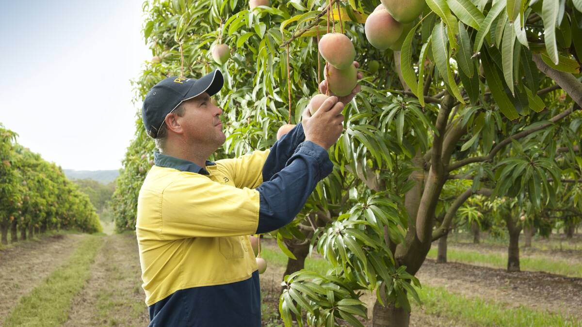 NT Mango season was gold for growers