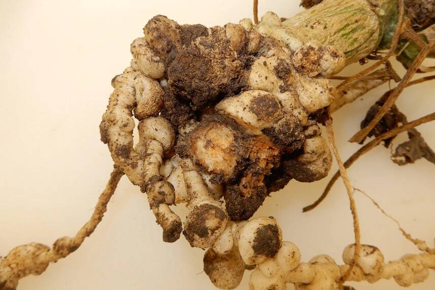The bulbs, or knots, on the roots of vegetables are a sign of nematode infestations. Picture NT government
