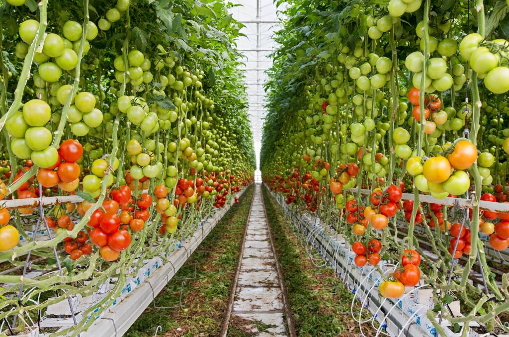The South Australian business wants to fast track its plans to grow more hydroponic vegetables year-round under glass. Picture supplied 