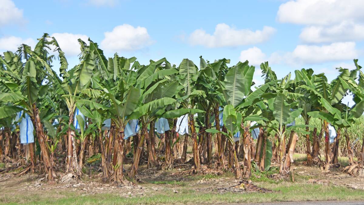 All banana plants, not just those showing signs of infection, will be removed and destroyed on 42 properties in the Top End. File picture
