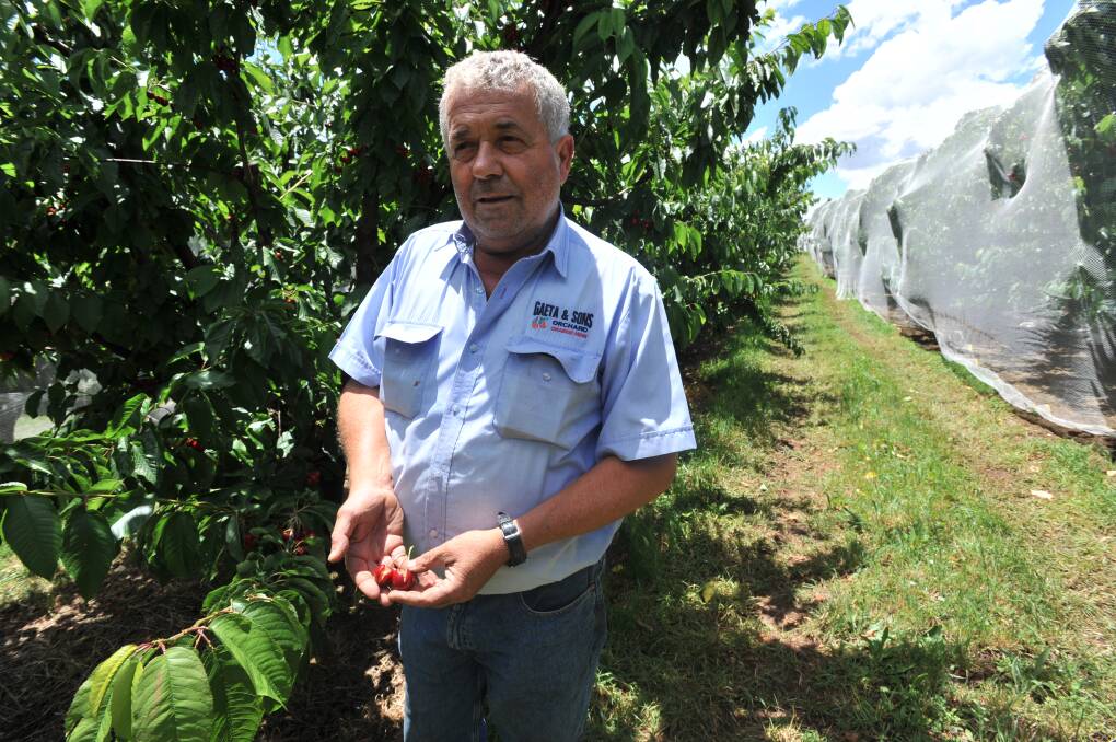 ANGRY: Cherry grower Guy Gaeta is furious about the outbreak of Serpentine leaf miner.