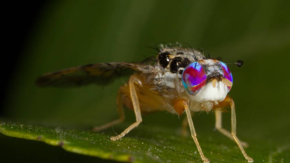 MORE OUTBREAKS: Two new Mediterranean fruit fly outbreaks have been declared at Port Augusta and Warradale, after the discovery of maggots in backyard fruit. Photo: PIRSA