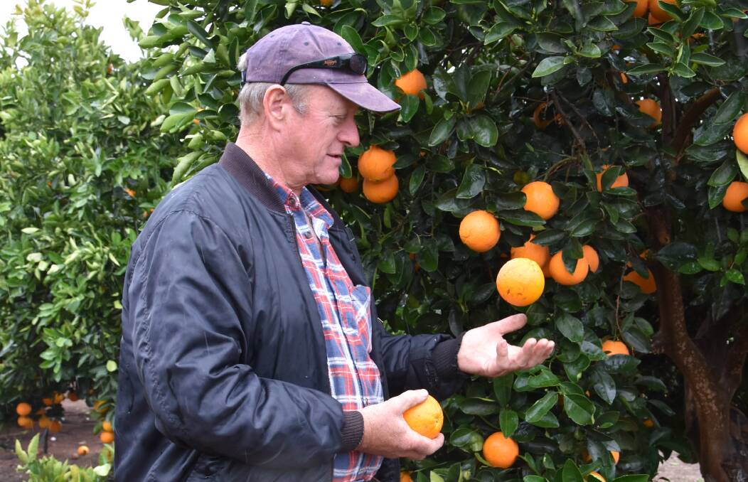 FOCUS: Citrus SA chair Mark Doecke says urban backyard citrus trees should come under greater scrutiny for fruit fly control. 