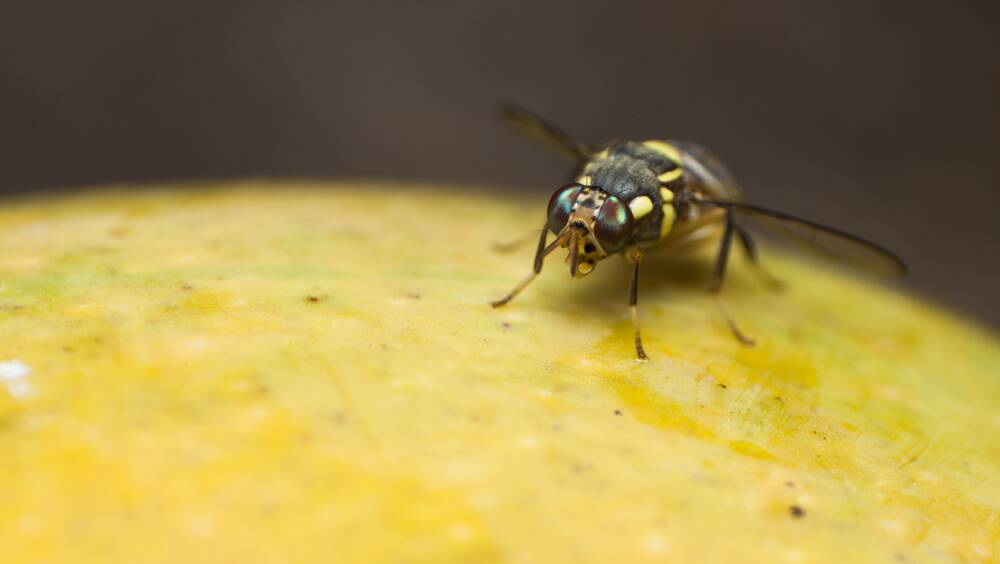 Pest: A fruit fly. Photo: File.