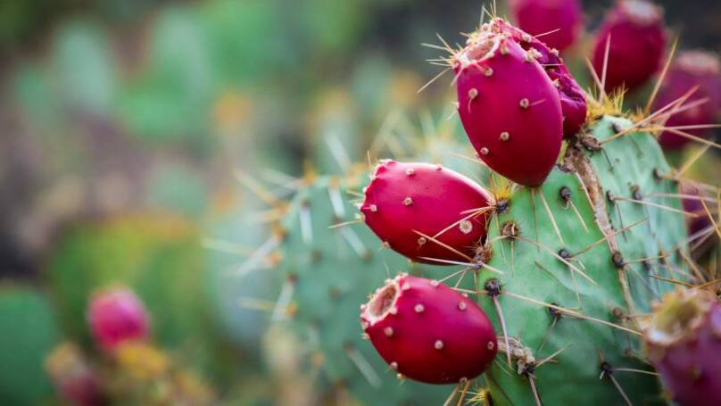 WEED OUT: Invasive weed Prickly Pear. Photo: Frankie Lopez