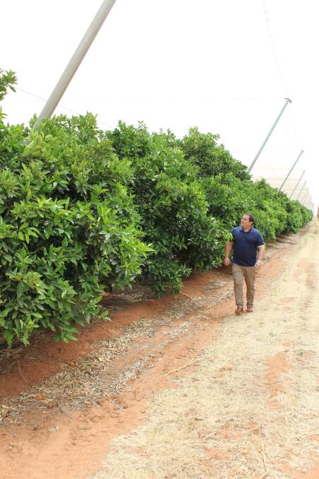 FUNDING: Member for Barker, Tony Pasin, has announced fruit growers across SA will soon be able to access up to $14.6 million to install new or replace damaged netting.