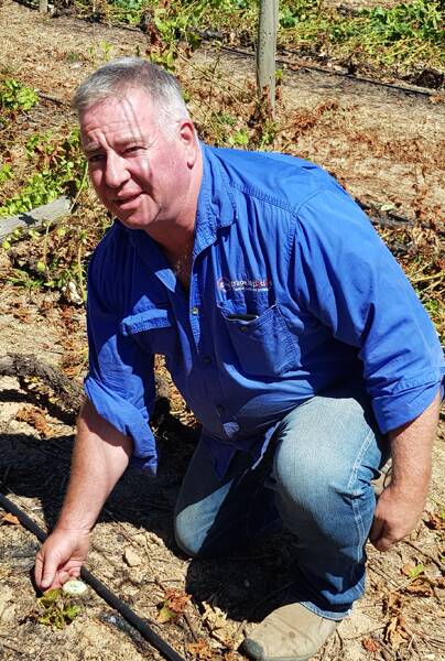 GROUNDED: Charles Rosback inspects a new vine shoot emerging from the base of a severed vine trunk.