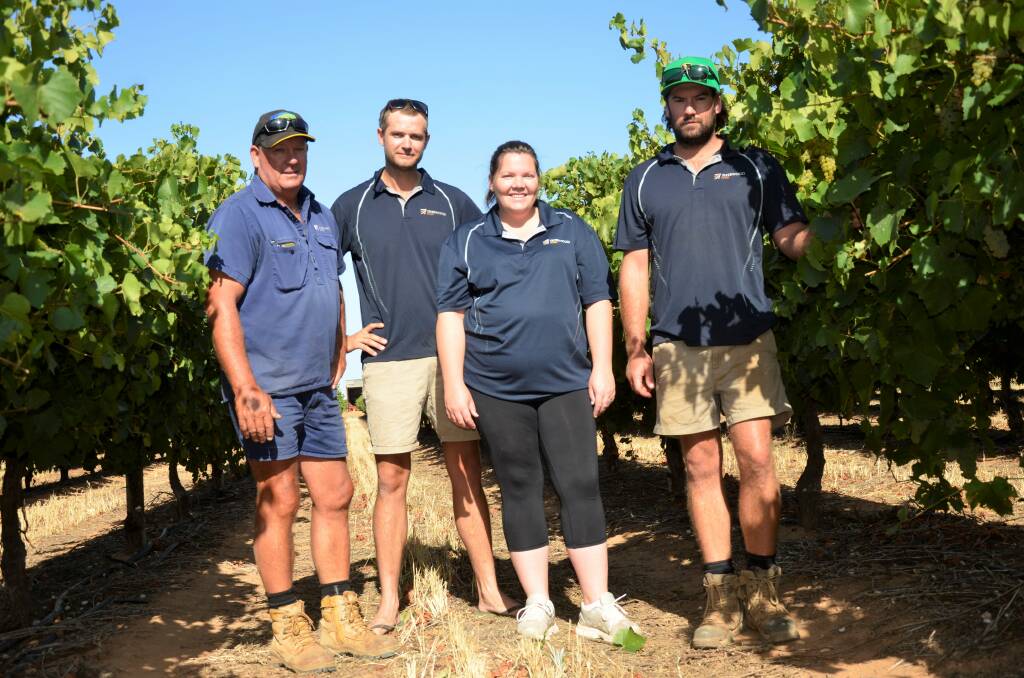 Loxton North growers Andrew Proud, Ben Wehrmuller, Alysha Wehrmuller and Brayden Proud began picking these chardonnay grapes this week. 