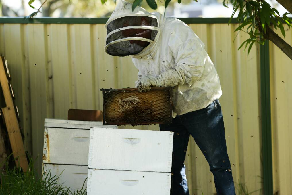 Beekeeper Neil Livingstone with hives he kept at Hamilton. "I don't believe they'll ever get on top of the varroa mite." Picture by Jonathan Carroll 
