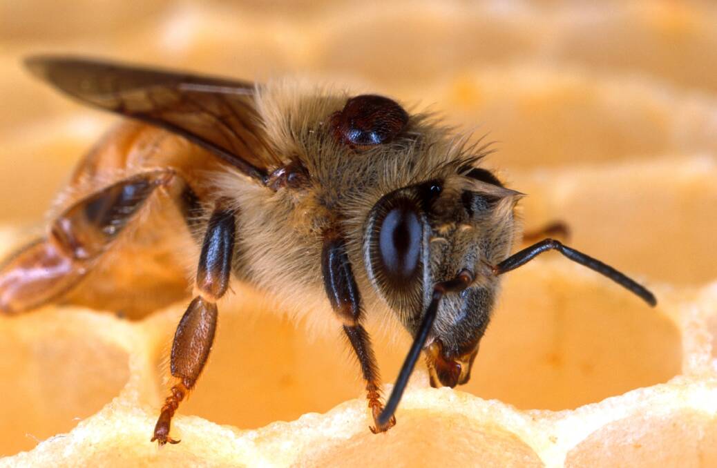 Parasite: A varroa mite on a bee. An outbreak of the mite has led to millions of bees being euthanised, as the NSW government scrambles to contain it. 