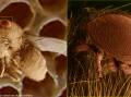 The varroa mite on a dead bee (left) and the mite up close. 