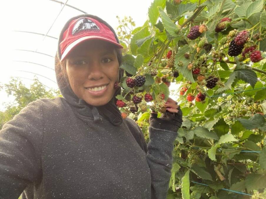 PICKING: Brigida working at Mountford Berries before going home earlier this year. Picture: Supplied. Picture: Supplied