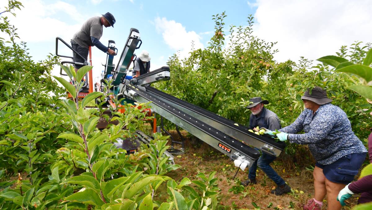 THE FUTURE: Ayers Orchard at Spreyton has a new picking platform, designed to make the apple harvest easier. Picture: Brodie Weeding