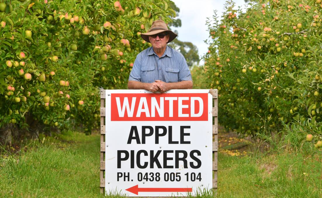 PICKING PAINS: John Brown is desperate for pickers for his apple harvest. Picture: Brodie Weeding 