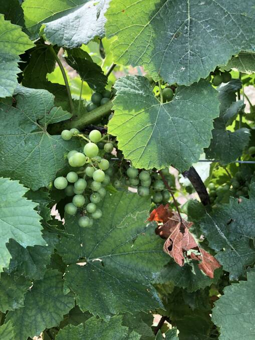RESULTS: A new biofungicide product has achieved good results controlling botytris and powdery mildew in grapes.