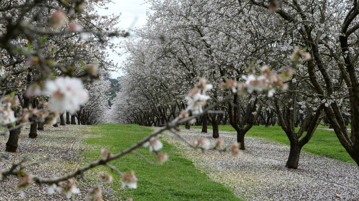 THRIVING CROP: Border closures have failed to hinder the pollination of Victoria's almond crop.