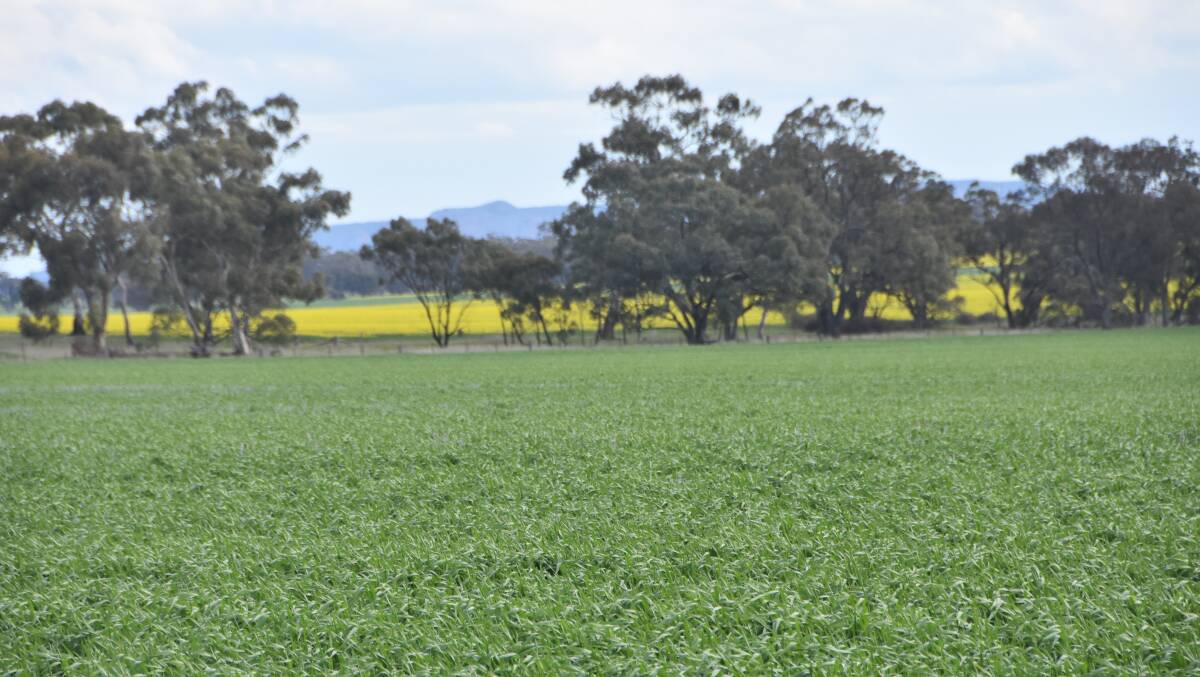 Victorian crops will endure early season heat with temperatures in the Mallee set to push into the mid-30s today.