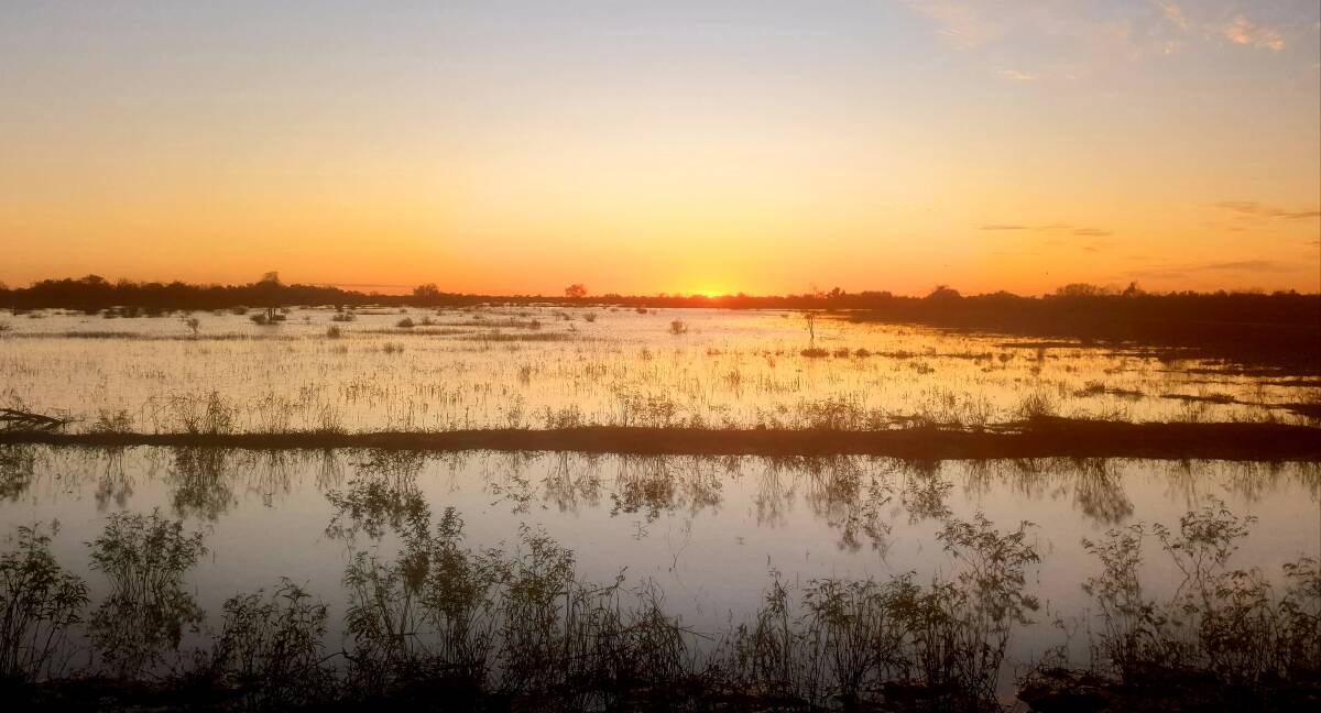 Sunrise over the Thomson River floodplain just west of Longreach on Saturday. The region is in the midst of one of its wettest seasons in years with more set to fall next week. Photo: Sally Gall.