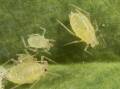 SMALL BUT DEADLY: The green peach aphid is cause for concern for canola producers this year as a vector for the turnip yellows virus which can lead to severe damage in brassicas.