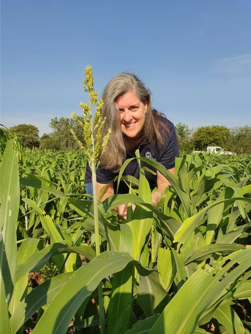 COLLECTOR: DPIRD senior research scientist Helen Spafford collects fall armyworm samples in a sorghum crop for a research project testing the pest's genetic resistance to pesticides.