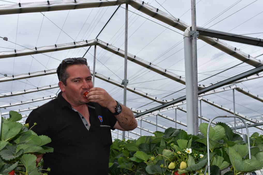 NEW TECHNOLOGY: Australian Strawberry Distributors general manager Jim Ripepi tastes some of his product under his new Canadian-designed and built Cravo greenhouse.