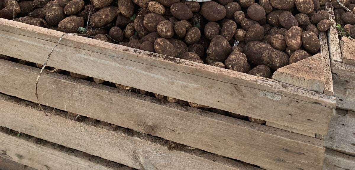 EXPORT OPPORTUNITIES: The door has been opened for more potato exports to Thailand.