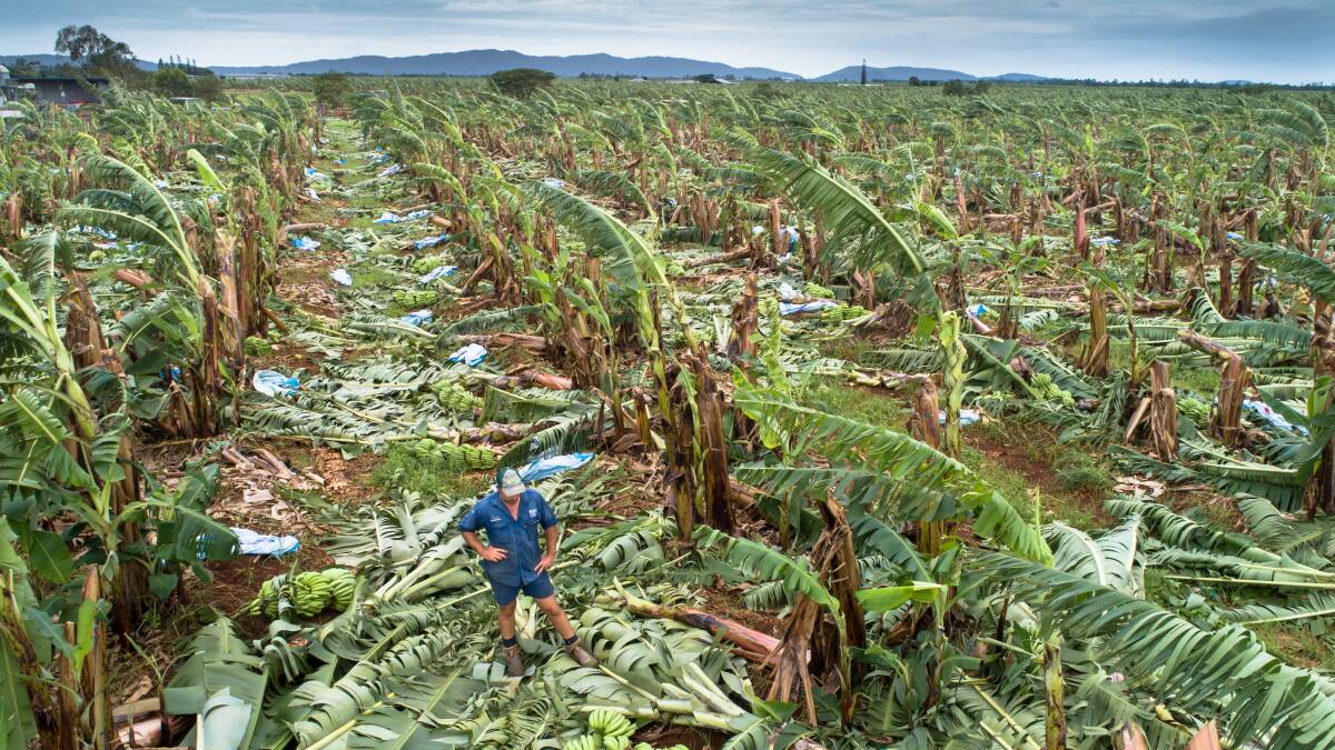 GONE: Banana grower Charles Camuglia, who has lost 100 per cent of his crop, surveys the damage on his farm. Picture supplied.