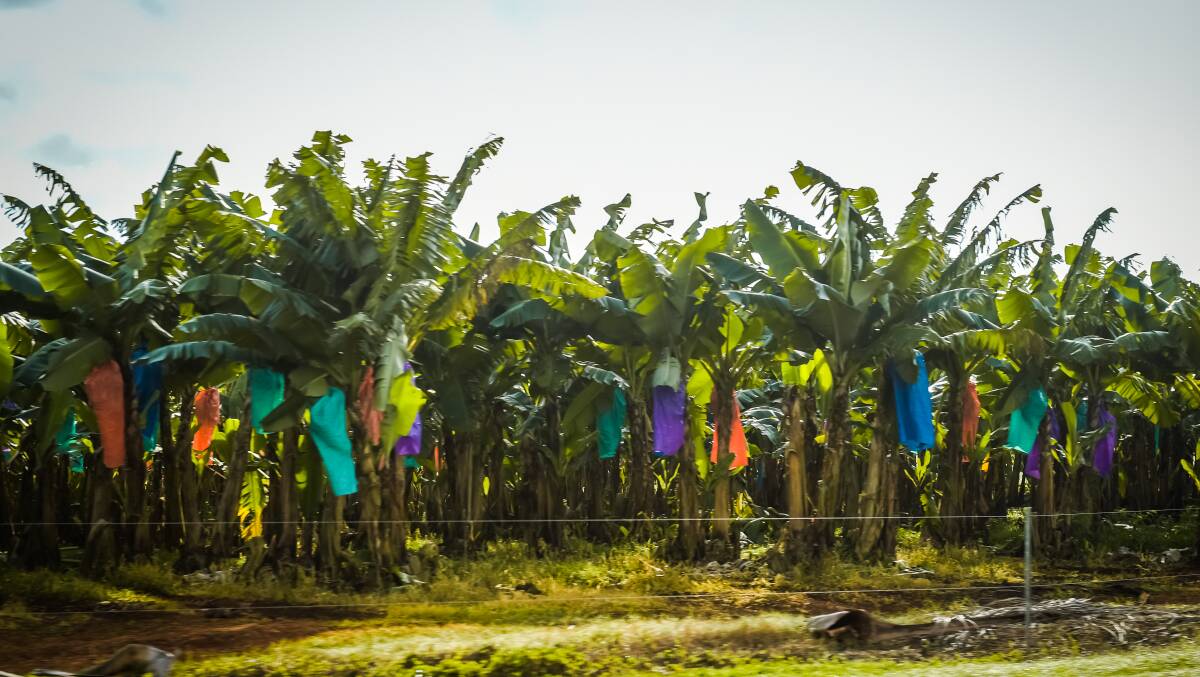 ALERT: Biosecurity Queensland Panama TR4 program leader Rhiannon Evans, said a surveillance team had spotted a banana plant showing symptoms typical of the disease during a routine property inspection.