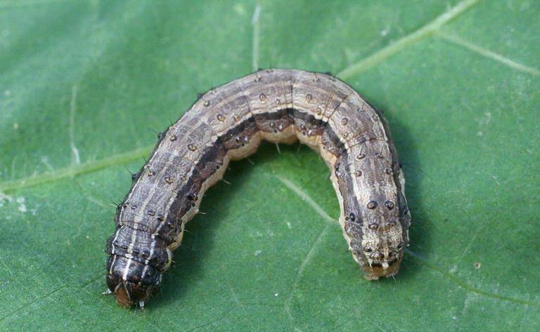 NASTY: The fall armyworm in its caterpillar stage. Photo - Russ Ottens, University of Georgia, Budwood.org
