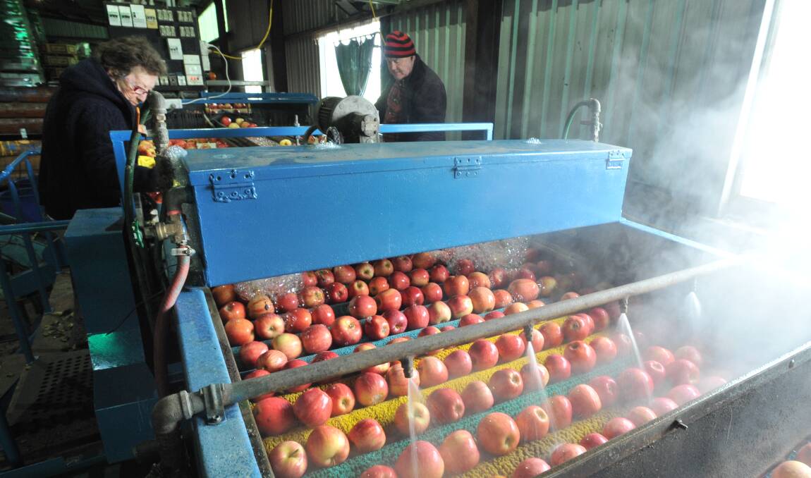 SHE'LL BE APPLES: Patricia Sydenham and Michael Hurley keep the apple production business at Peter West's orchard flowing despite the cold snap and hail storm that threatened crops. Photo: JUDE KEOGH 0410jkapples1