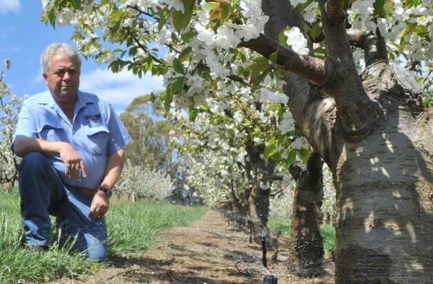 GOOD NEWS: Orange region orchardist Guy Gaeta.