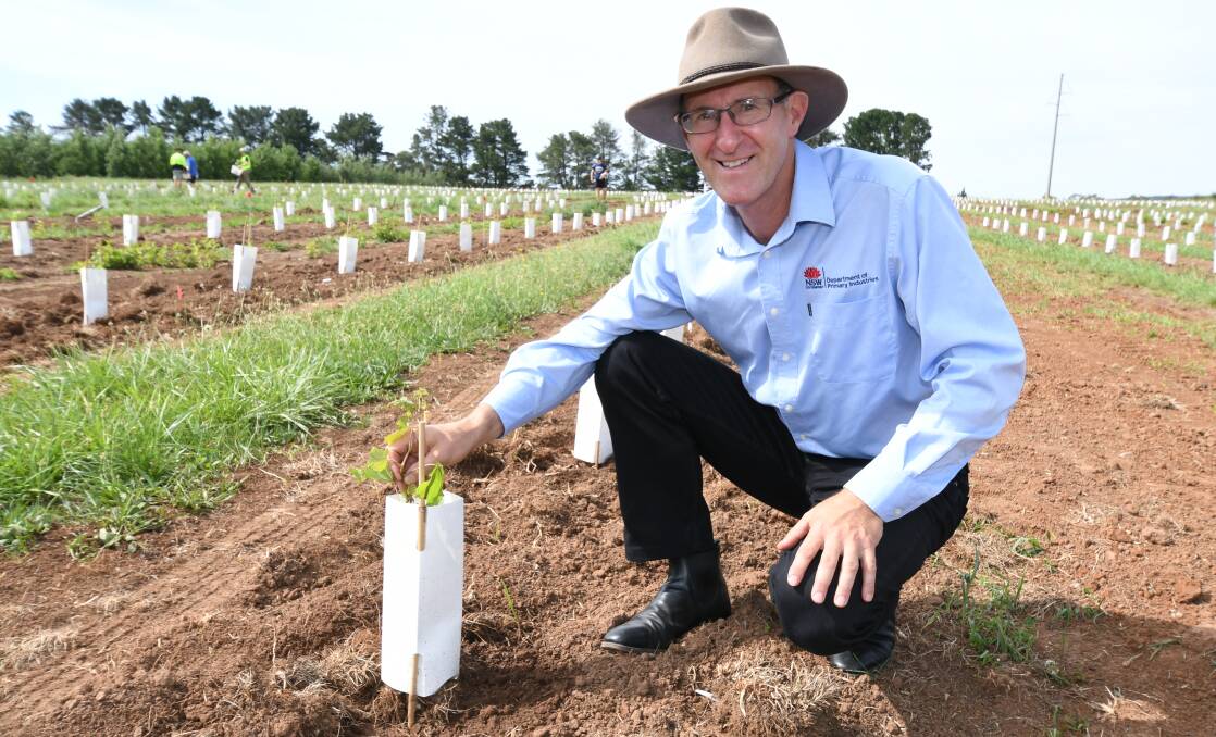HECTARE OF HOPE: The DPI's Myles Parker with a trial grapevine at the Orange Agricultural Institute. Photo: JUDE KEOGH 1219jkvines1 